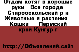 Отдам котят в хорошие руки - Все города, Старооскольский р-н Животные и растения » Кошки   . Пермский край,Кунгур г.